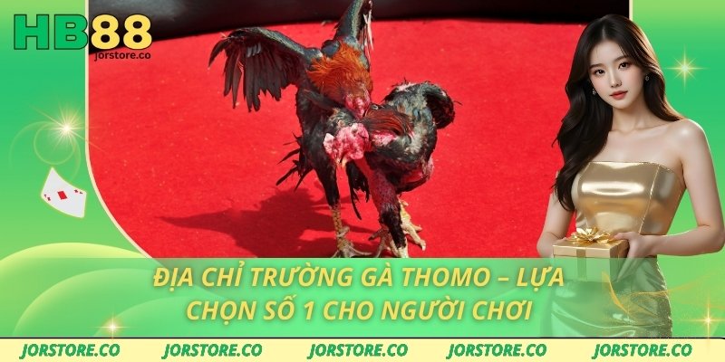 Địa Chỉ Trường Gà Thomo – Lựa Chọn Số 1 Cho Người Chơi